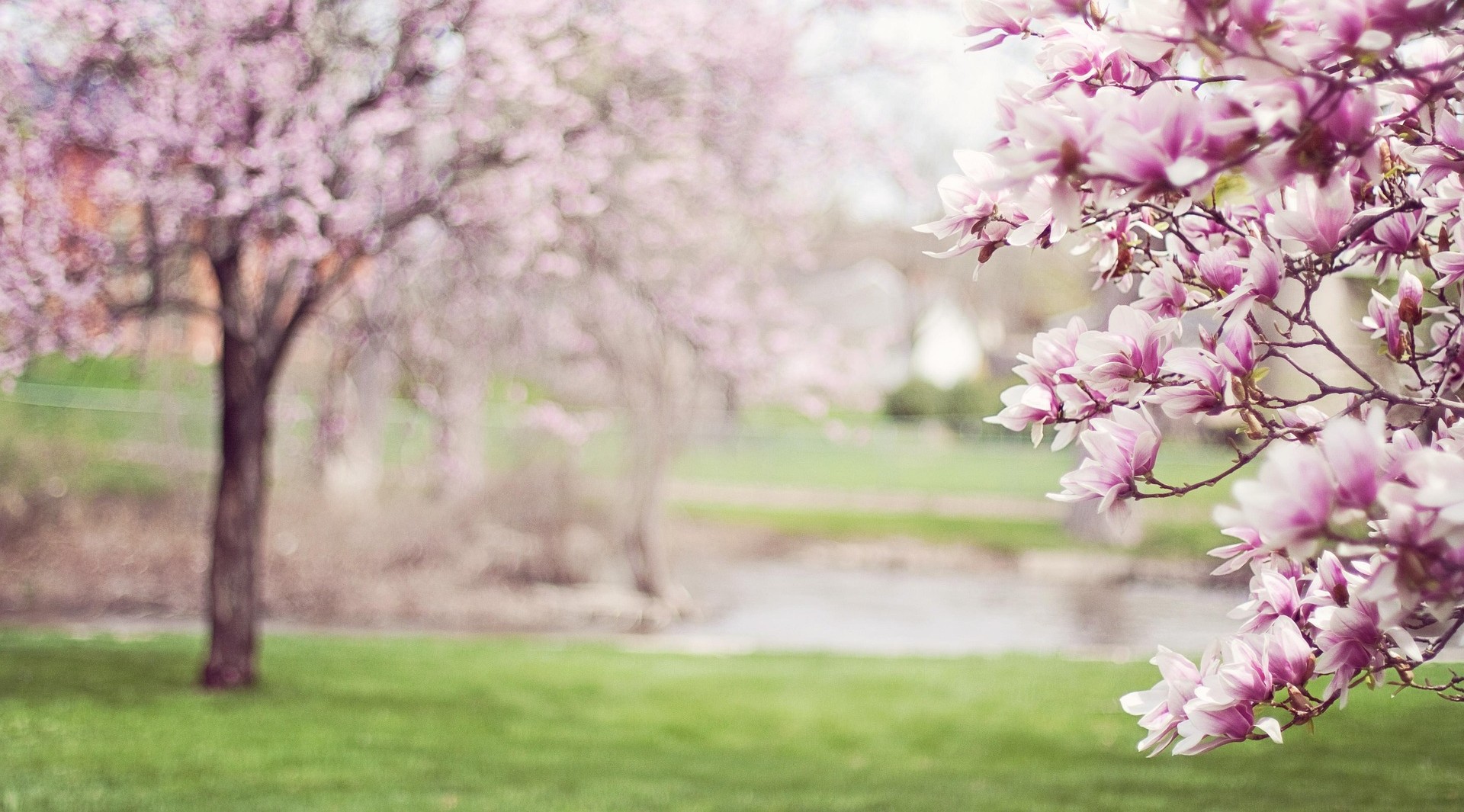Frühlingslandschaft mit blühenden Magnolienbäumen im Park, Symbol für Neuanfang, Natur und Achtsamkeit.